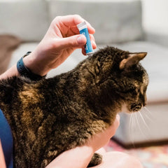 Flea & Tick Spot On for Dogs + Cats