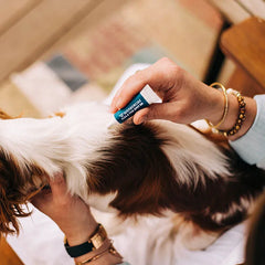 12-Month Flea & Tick Spot On for Medium Dogs