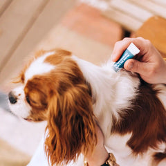 Flea & Tick Spot On for Dogs + Cats